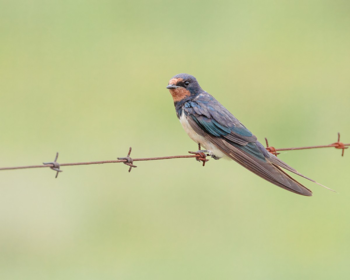 vlaštovka obecná - ML645992450