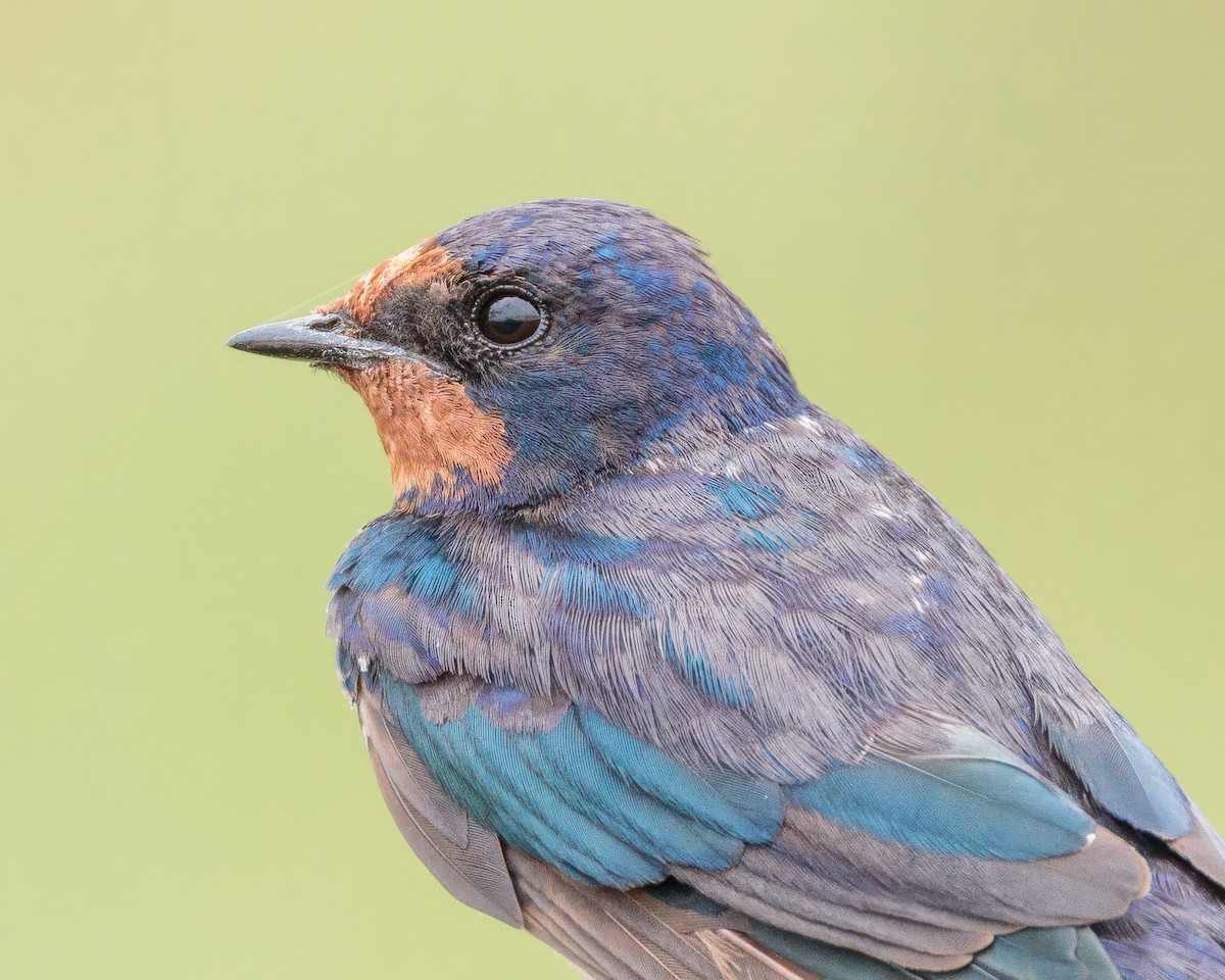 vlaštovka obecná - ML645992451