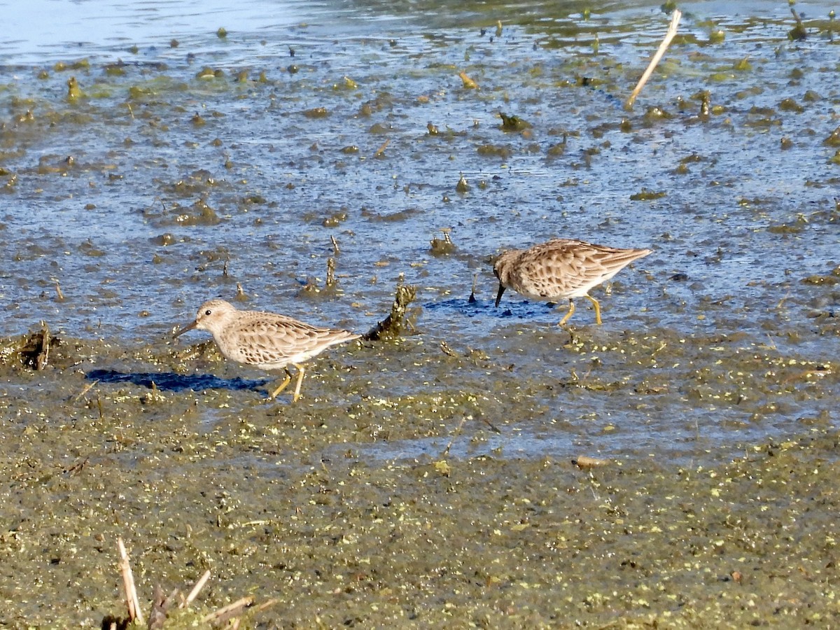 Least Sandpiper - ML645992452