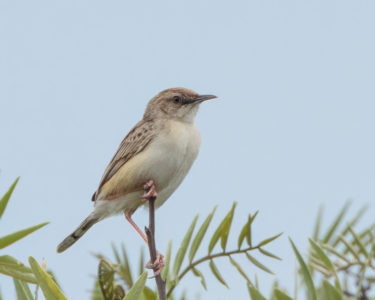 Desert Cisticola - ML645992458