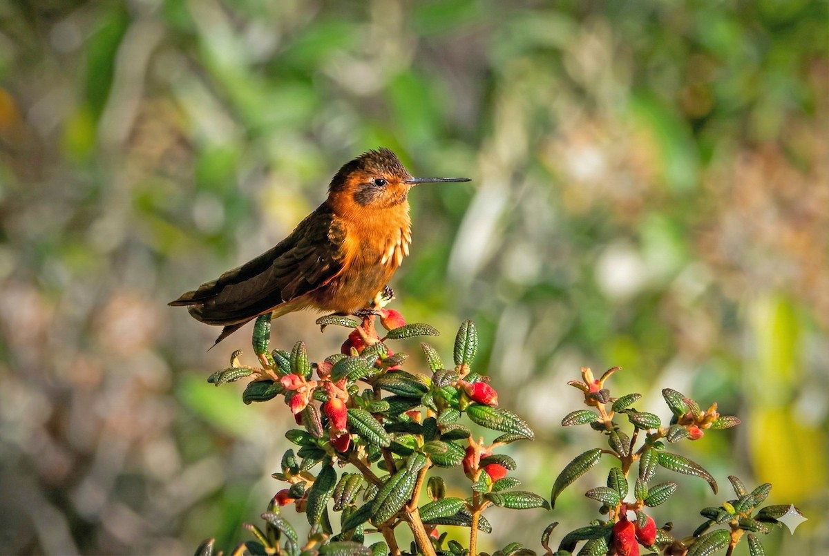 Shining Sunbeam - ML645992459