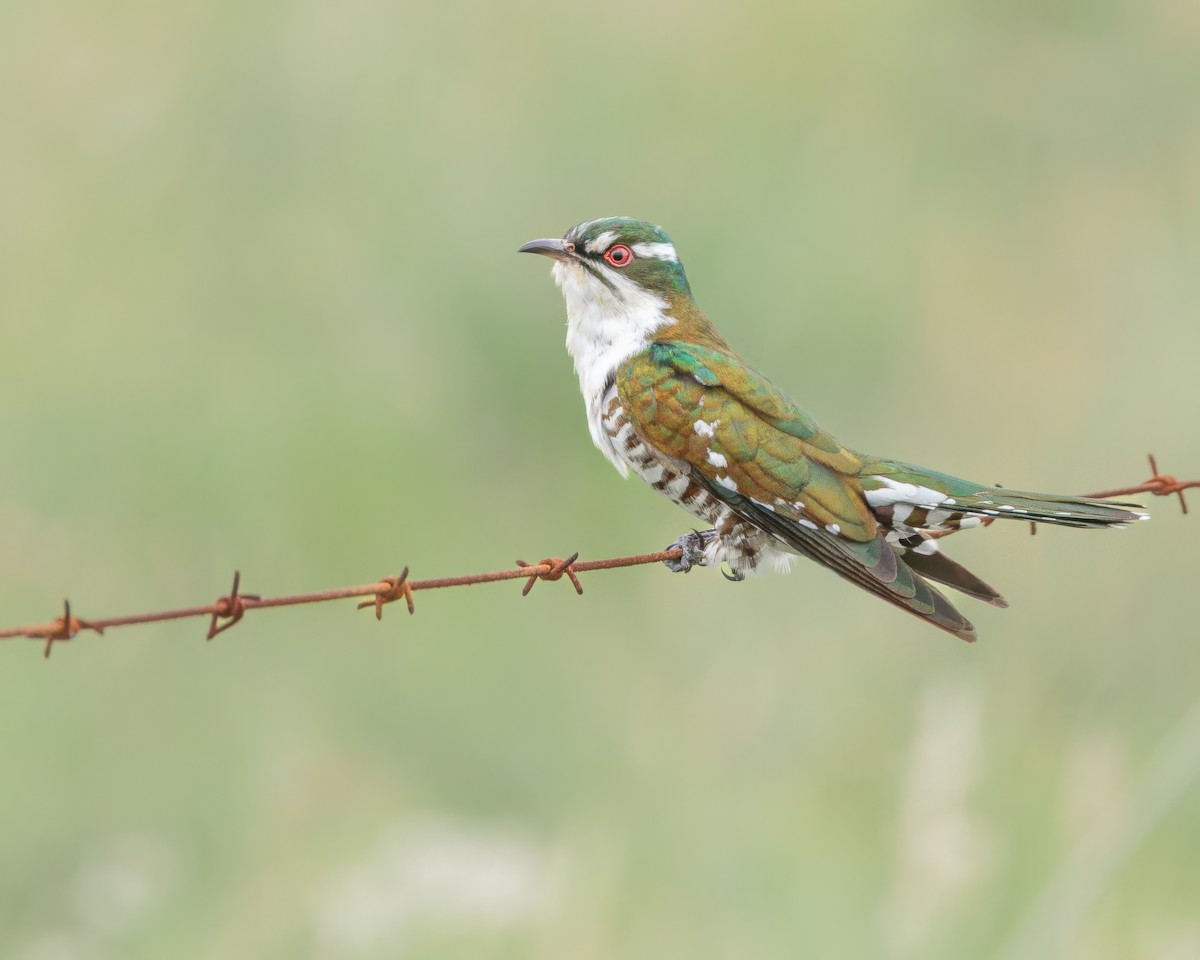 Dideric Cuckoo - ML645992460