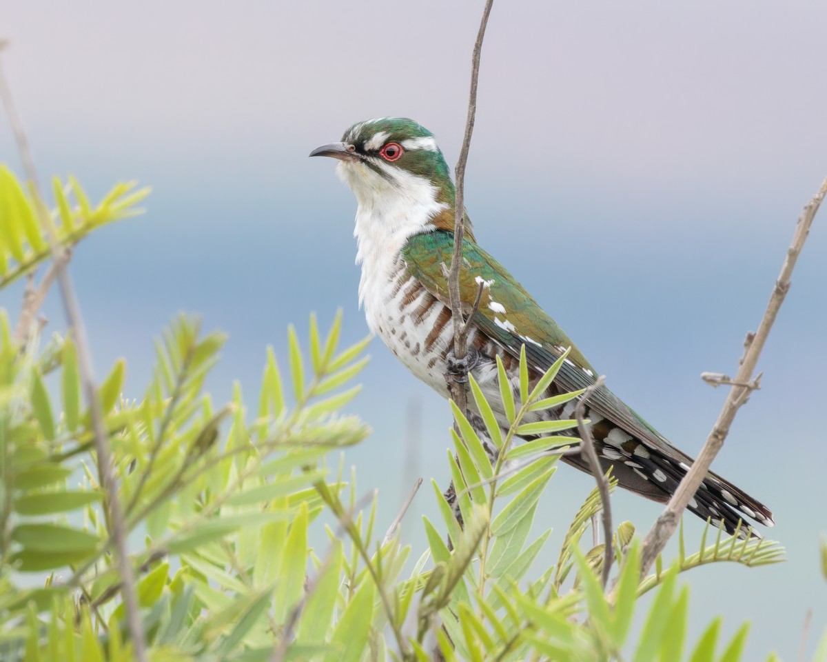 Dideric Cuckoo - ML645992461
