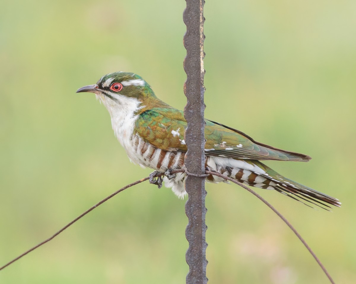 Dideric Cuckoo - ML645992462
