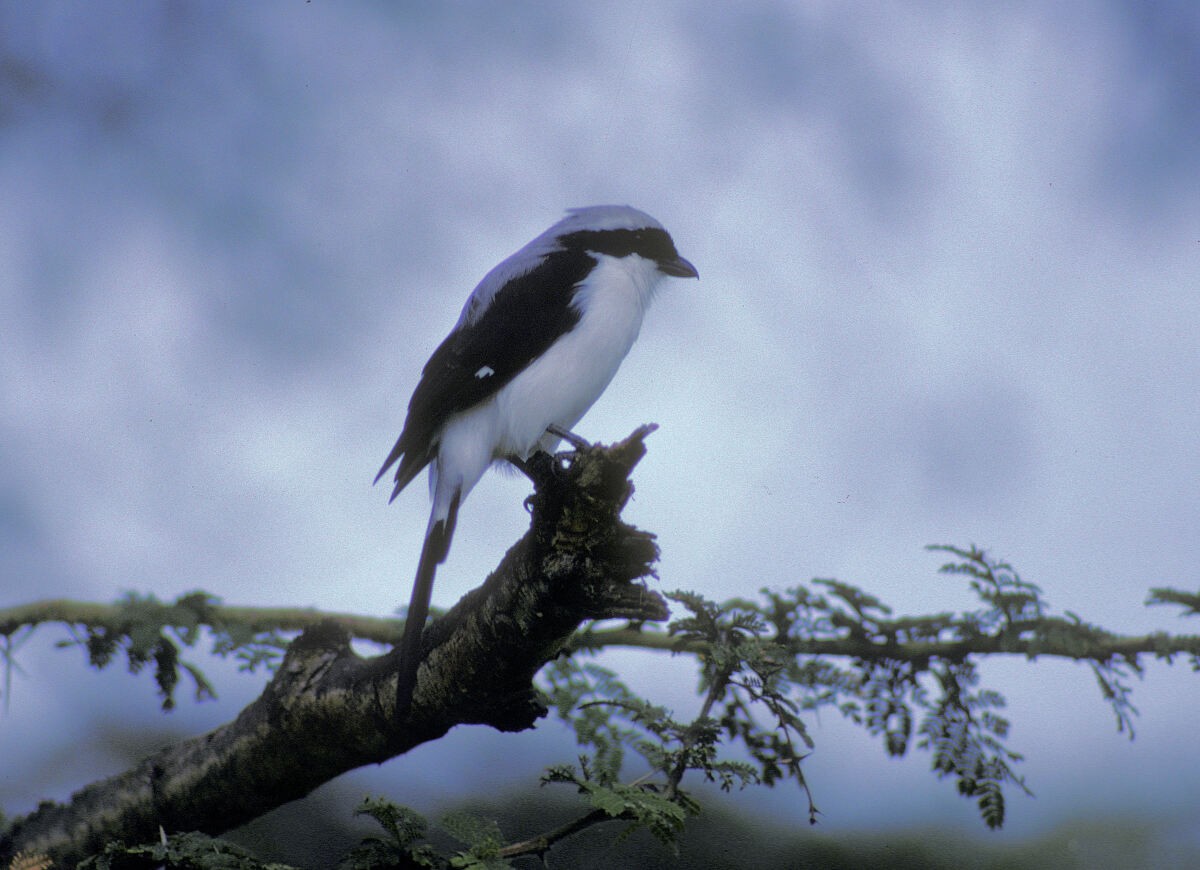 Gray-backed Fiscal - ML645992463