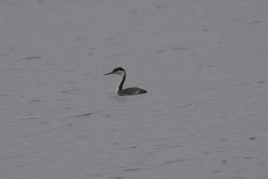 Western Grebe - ML645992464