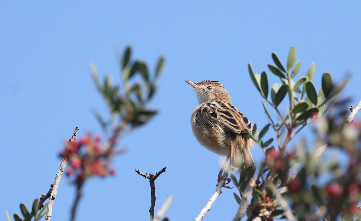 Zitting Cisticola - ML645992465