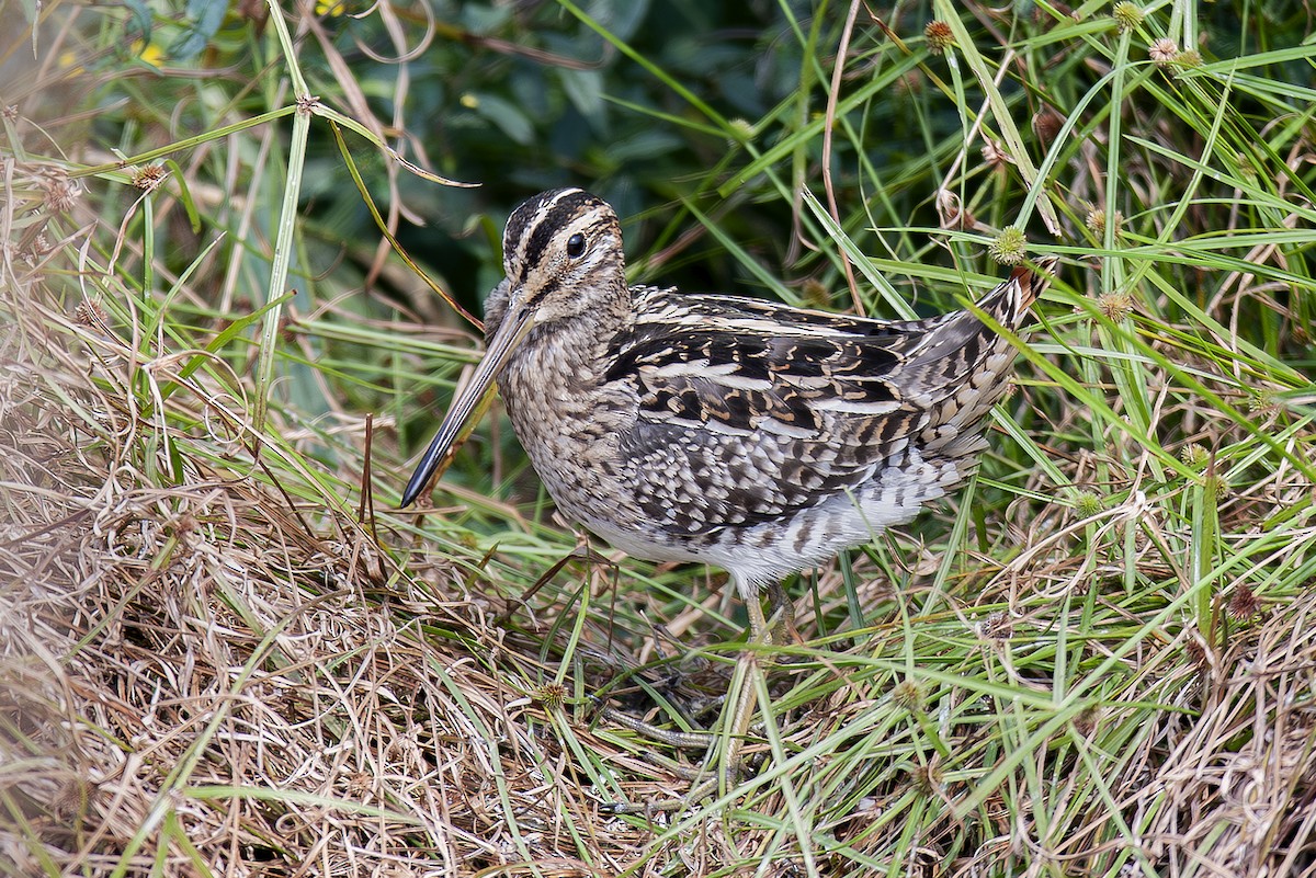 Common Snipe - ML645992466