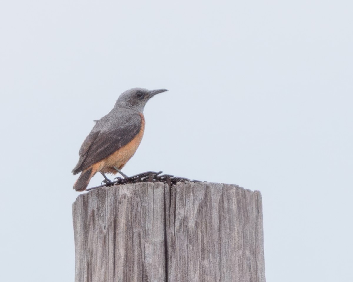 Short-toed Rock-Thrush - ML645992469