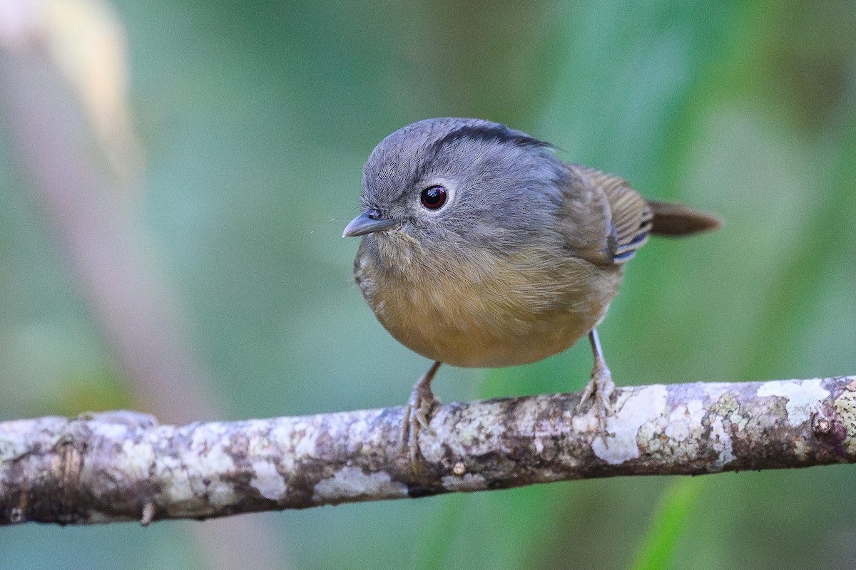 Yunnan Fulvetta - ML645992470