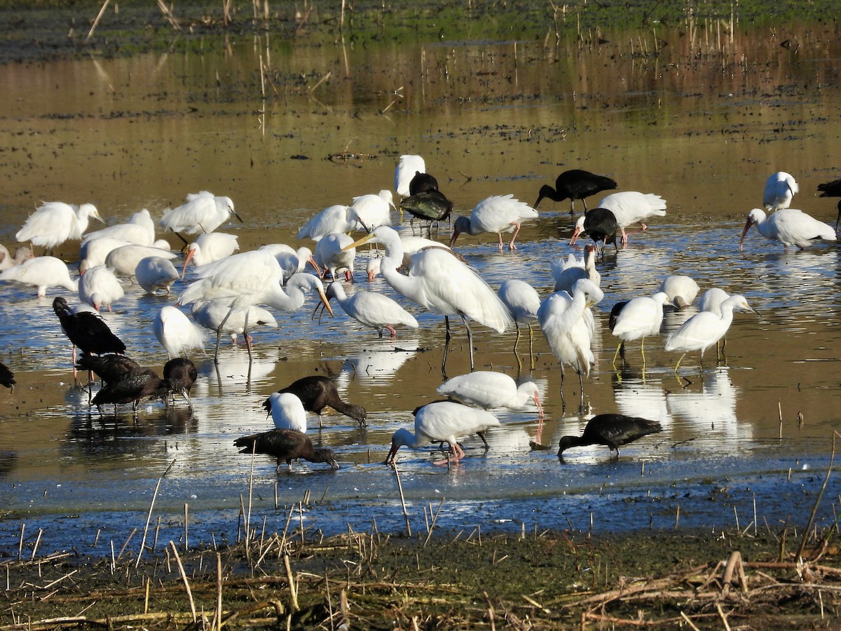 White Ibis - ML645992471