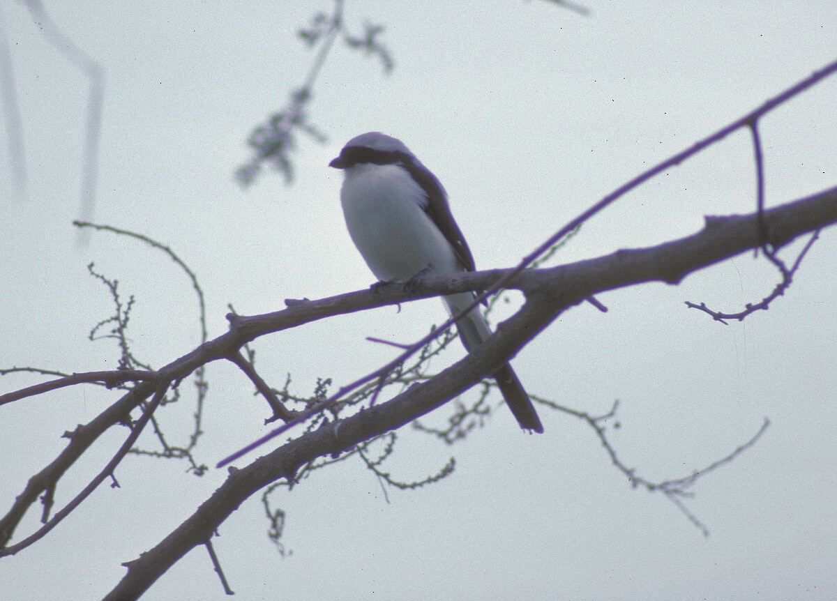 Gray-backed Fiscal - ML645992472