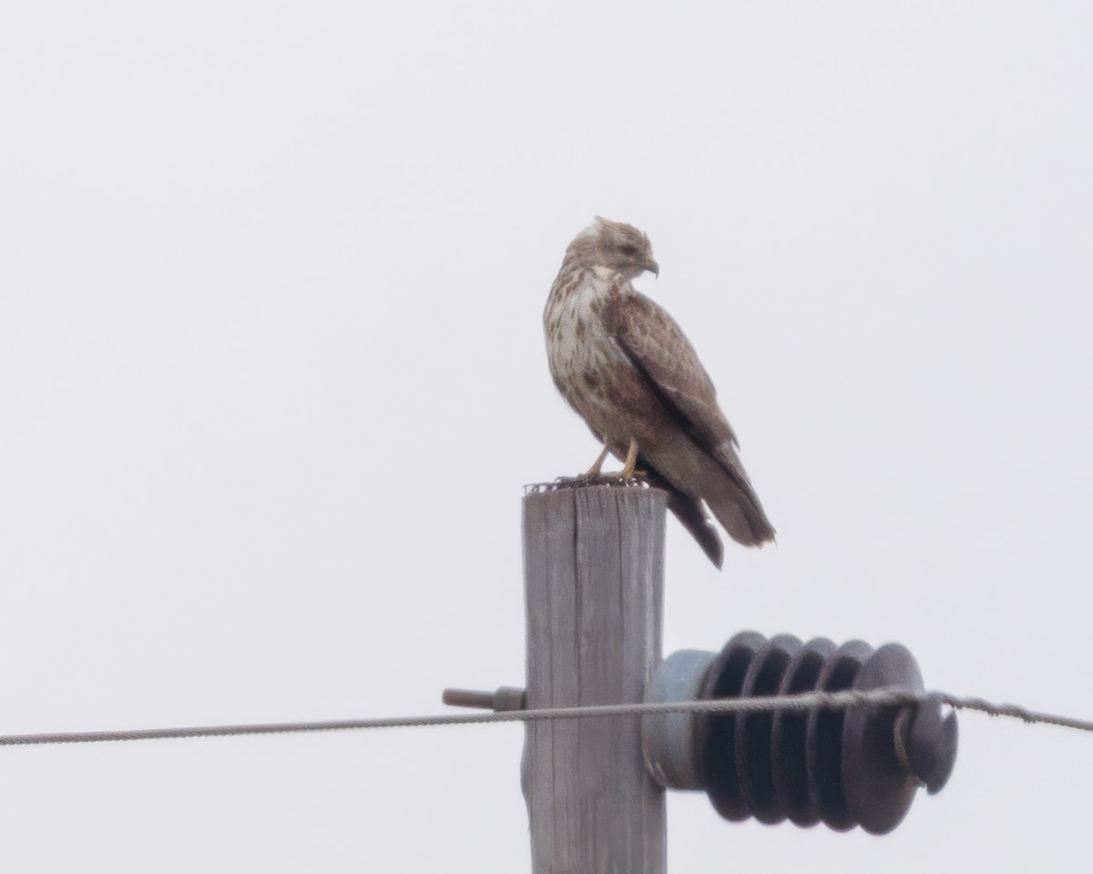 Common Buzzard - ML645992473