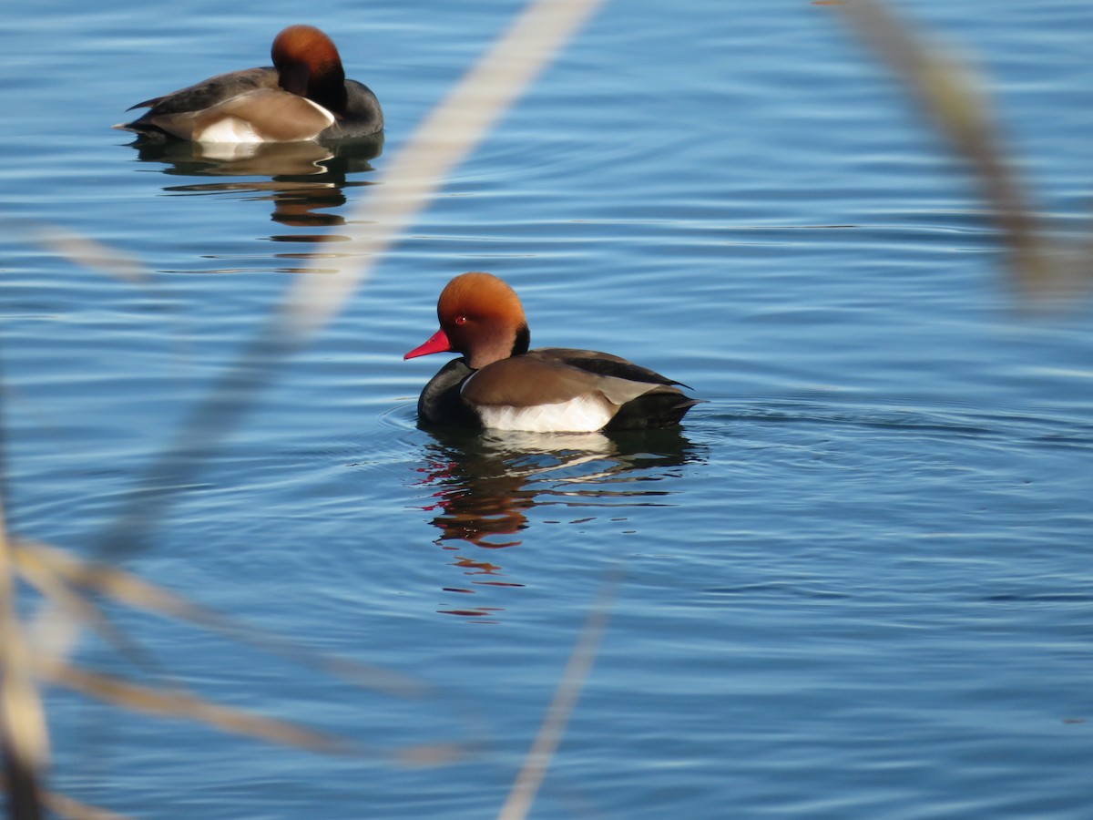 Red-crested Pochard - ML645992474