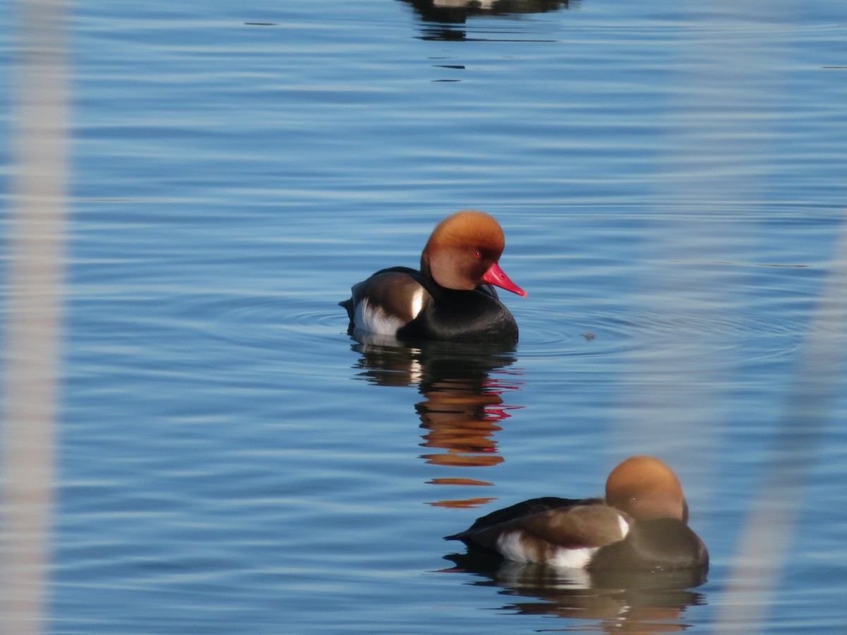 Red-crested Pochard - ML645992475