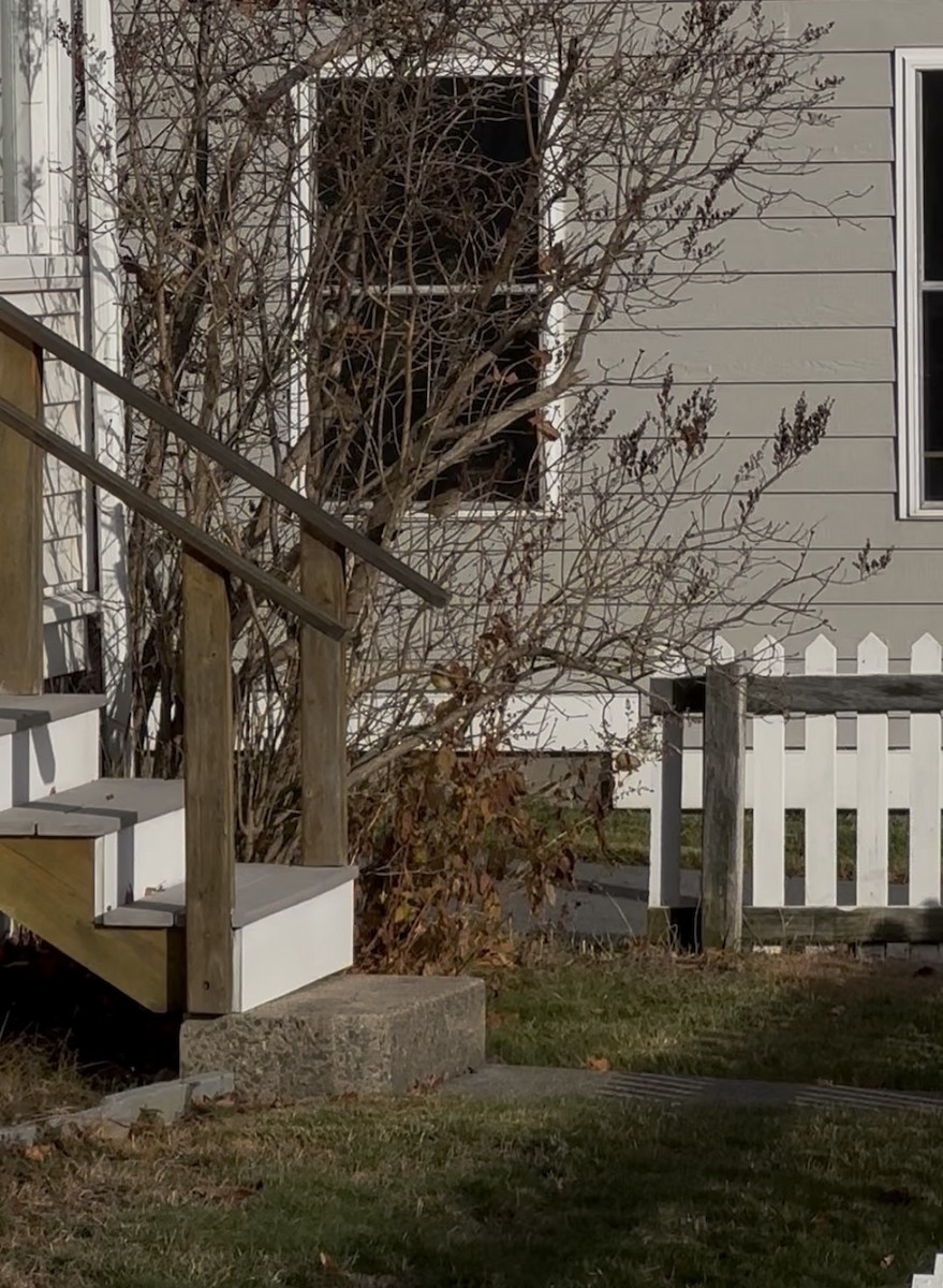 Dickcissel - ML645992477