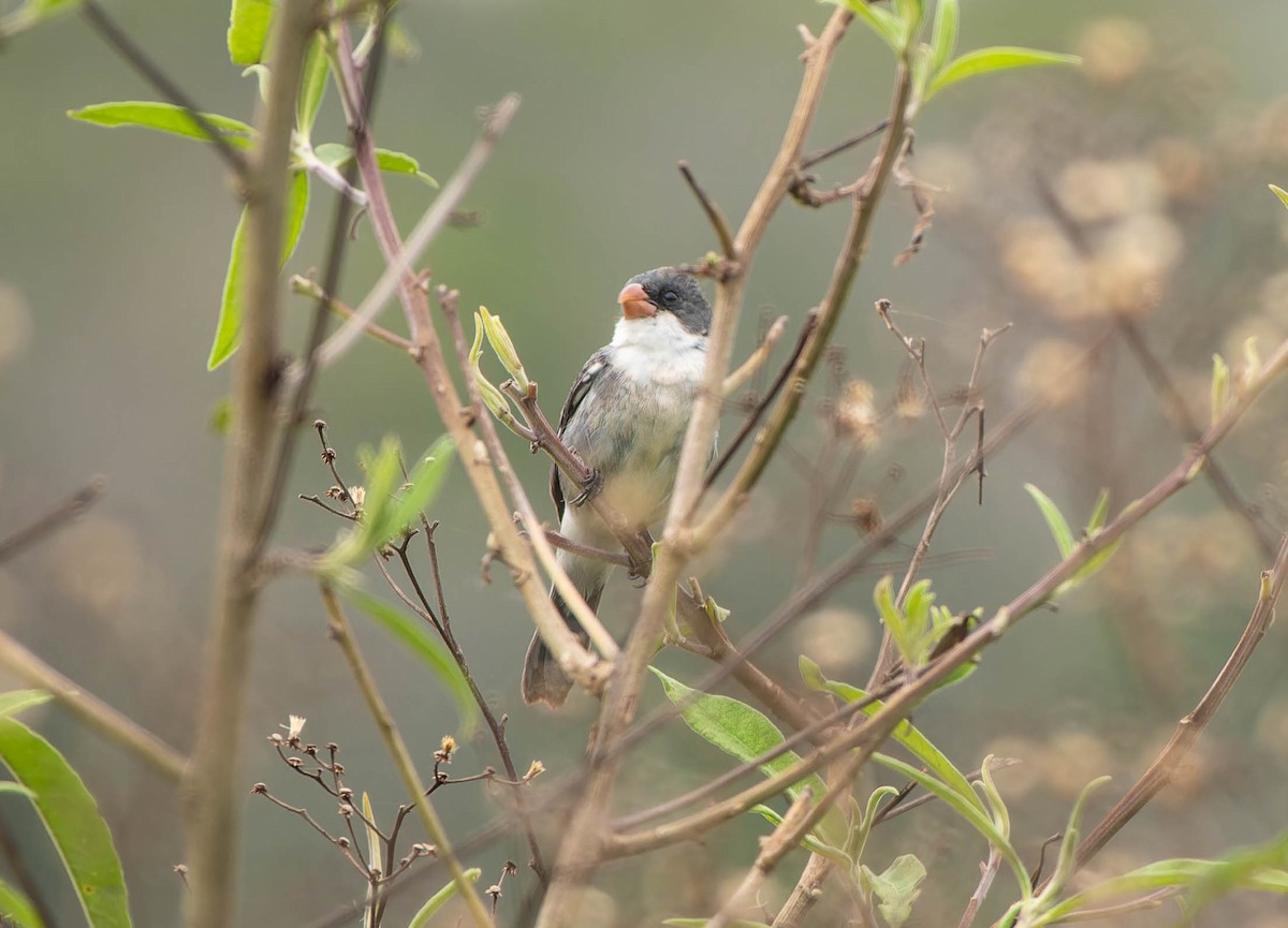 White-bellied Seedeater - ML645992478