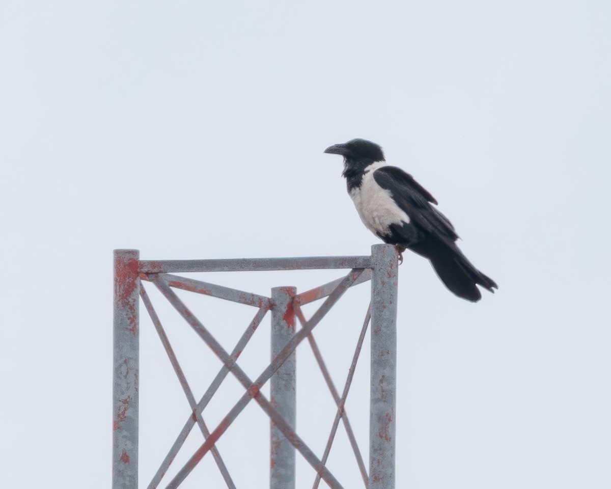 Pied Crow - ML645992479