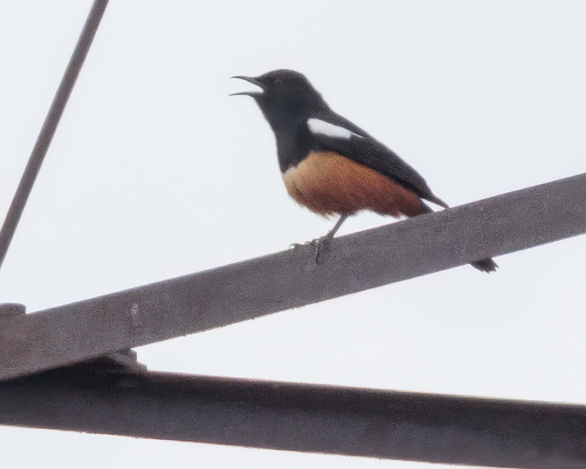 Mocking Cliff-Chat - ML645992484