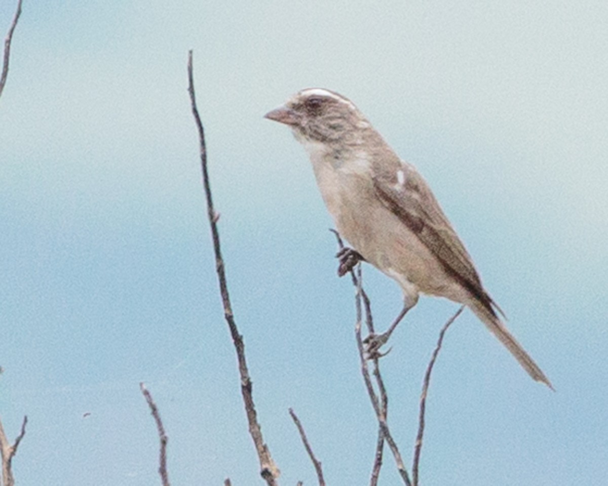 Streaky-headed Seedeater - ML645992486