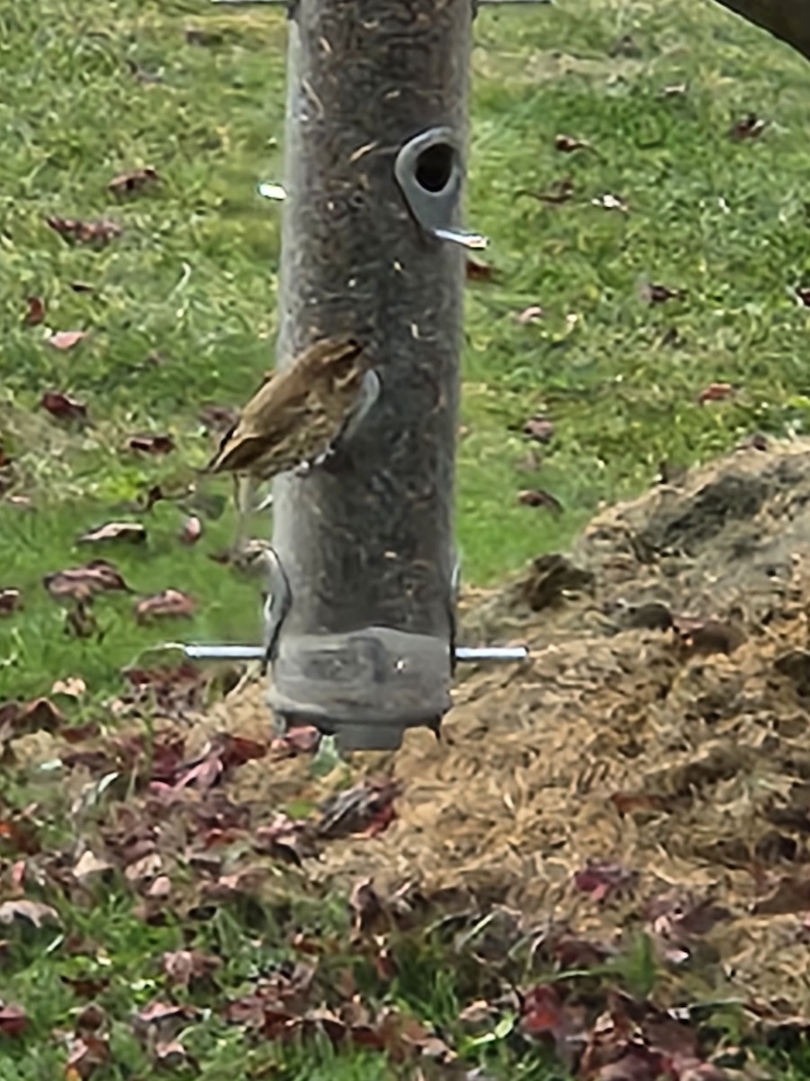 Purple Finch - ML645992488
