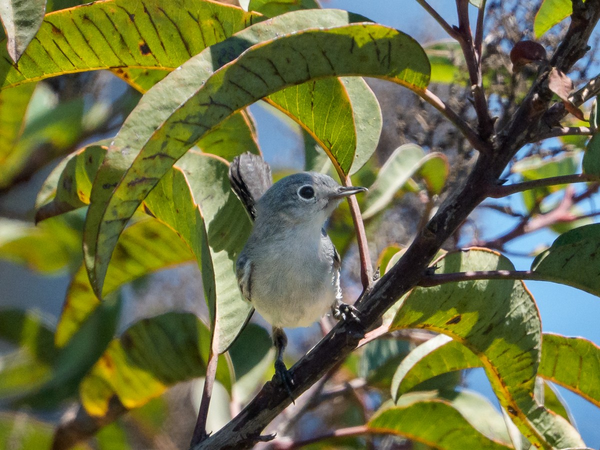 California Gnatcatcher - ML645992489