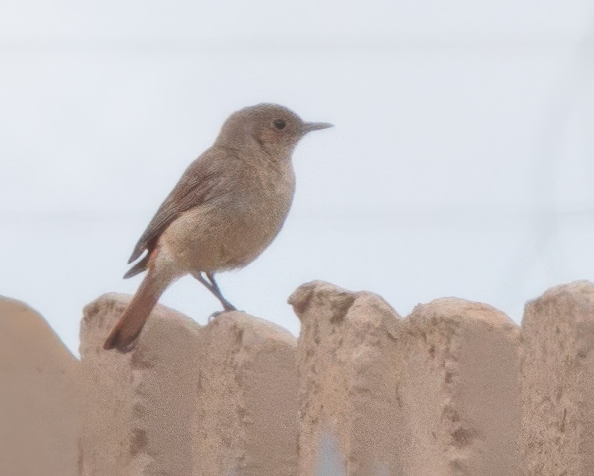 Familiar Chat - ML645992492