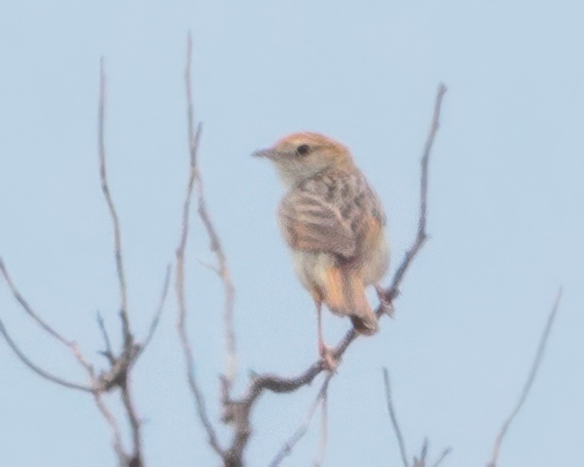 Wailing Cisticola - ML645992495