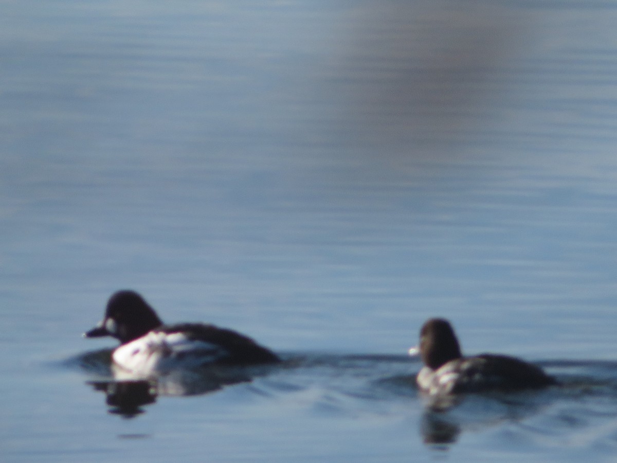 鵲鴨 - ML645992498