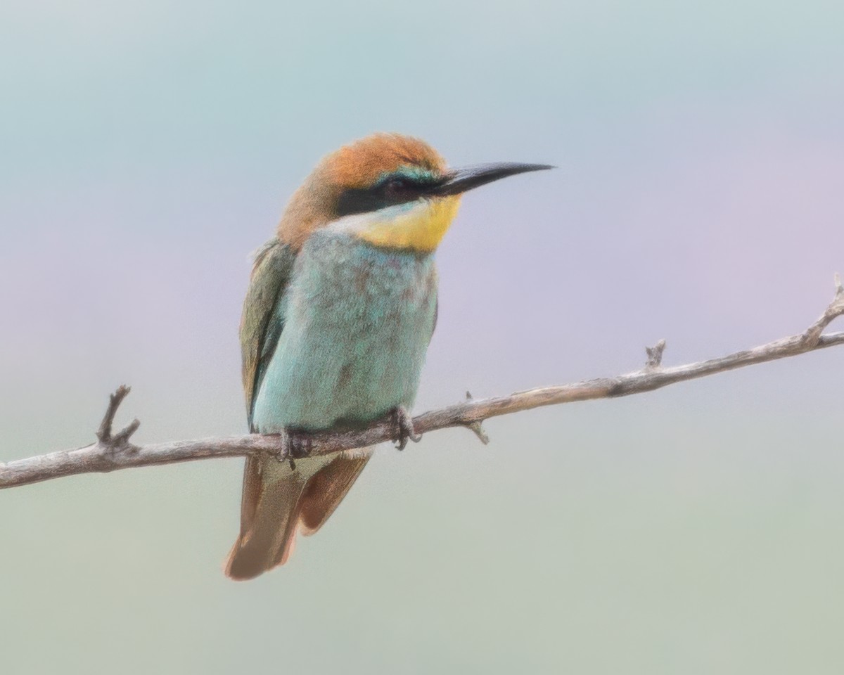 European Bee-eater - ML645992501