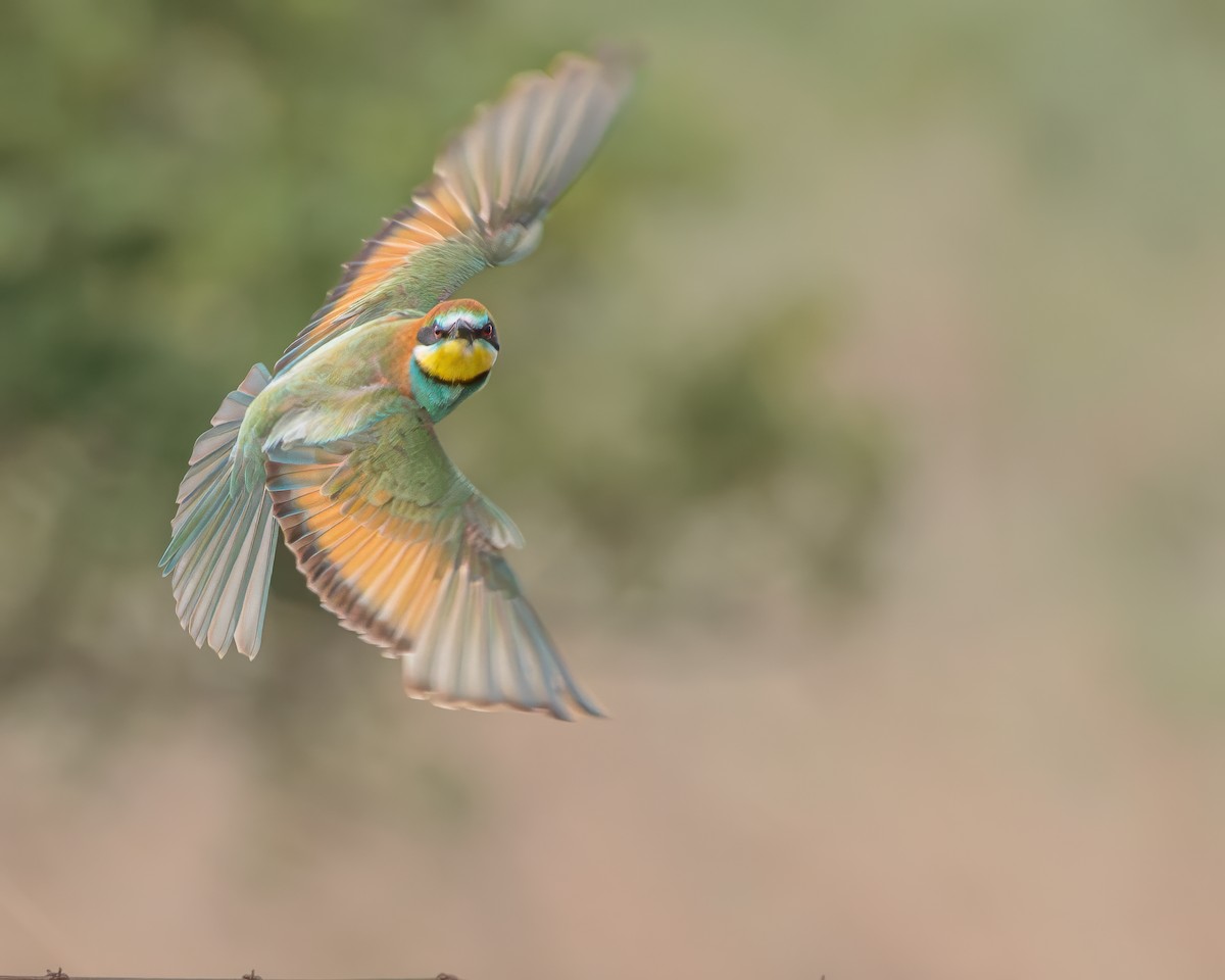 European Bee-eater - ML645992502
