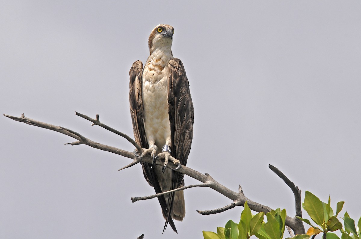 Osprey - ML645992503