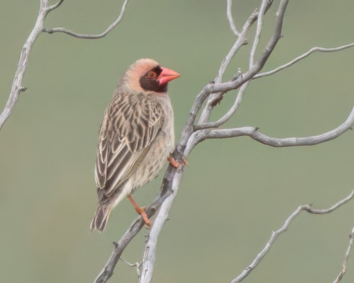 Red-billed Quelea - ML645992506