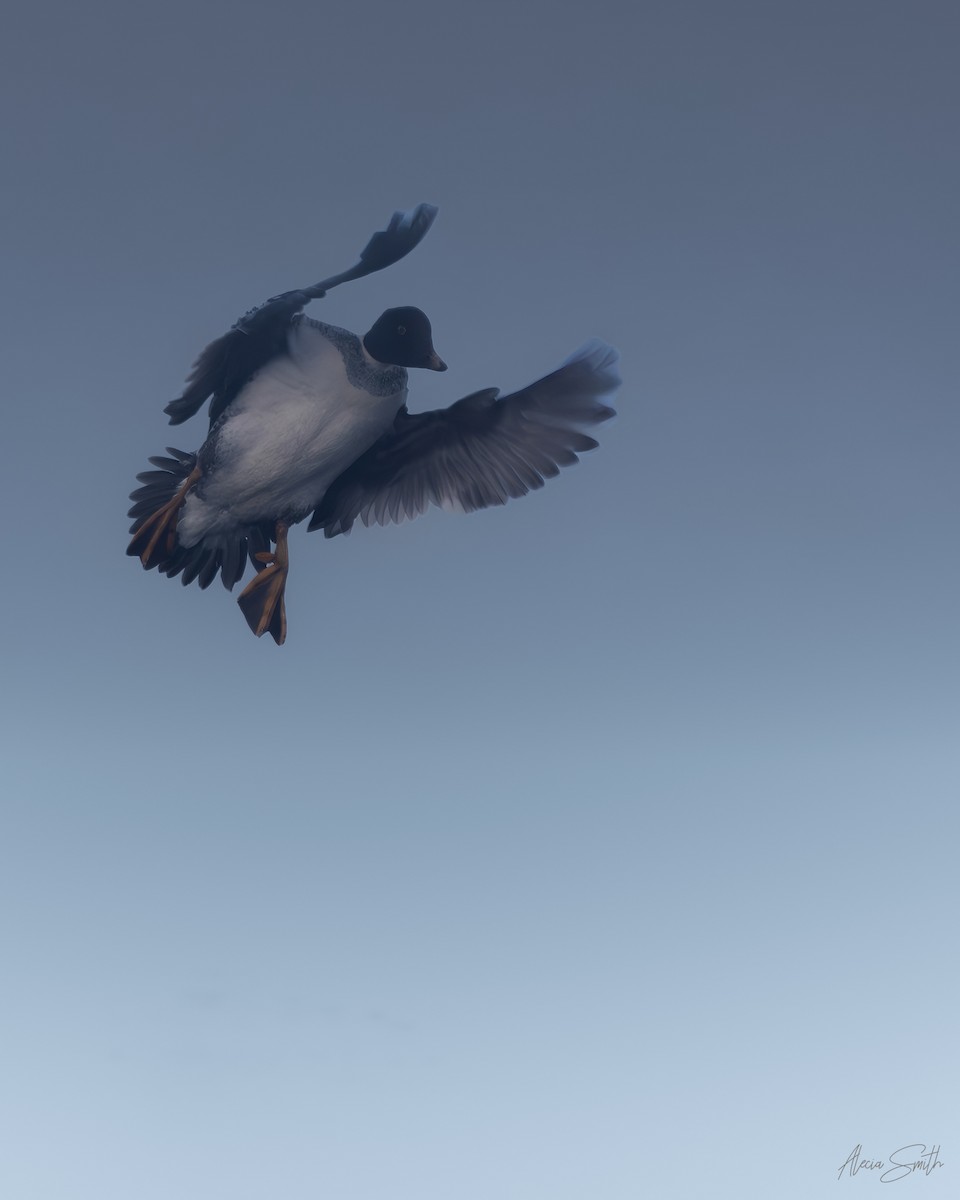 Common Goldeneye - ML645992509