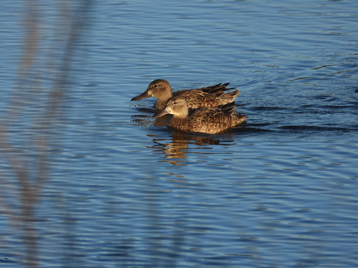 Blue-winged Teal - ML645992512