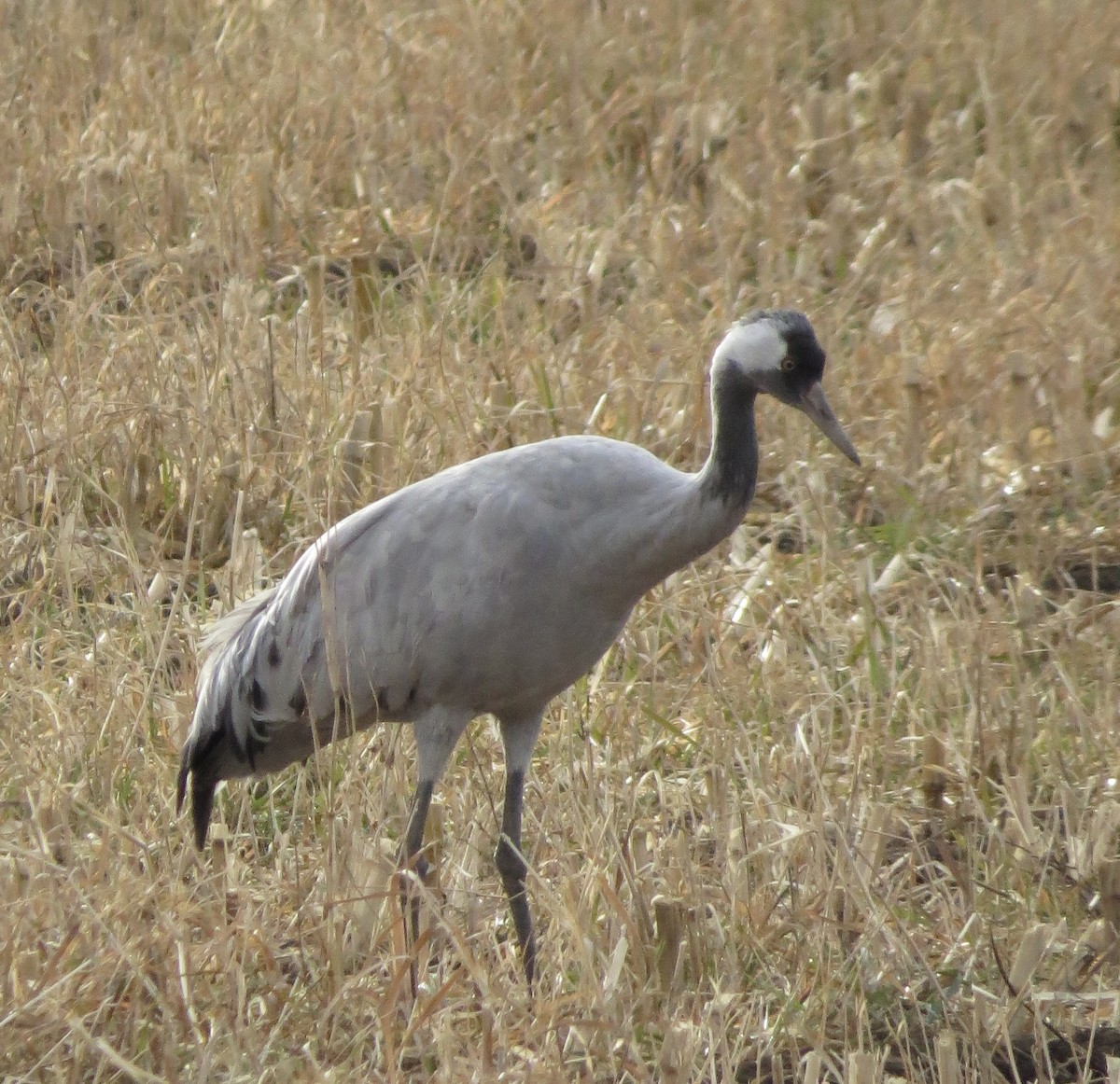 Common Crane - ML645992514