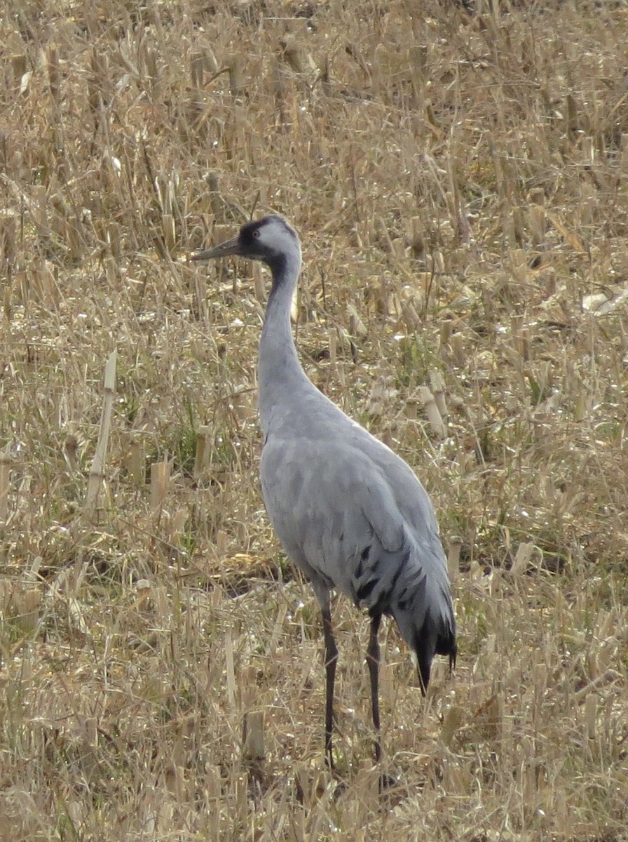 Common Crane - ML645992515