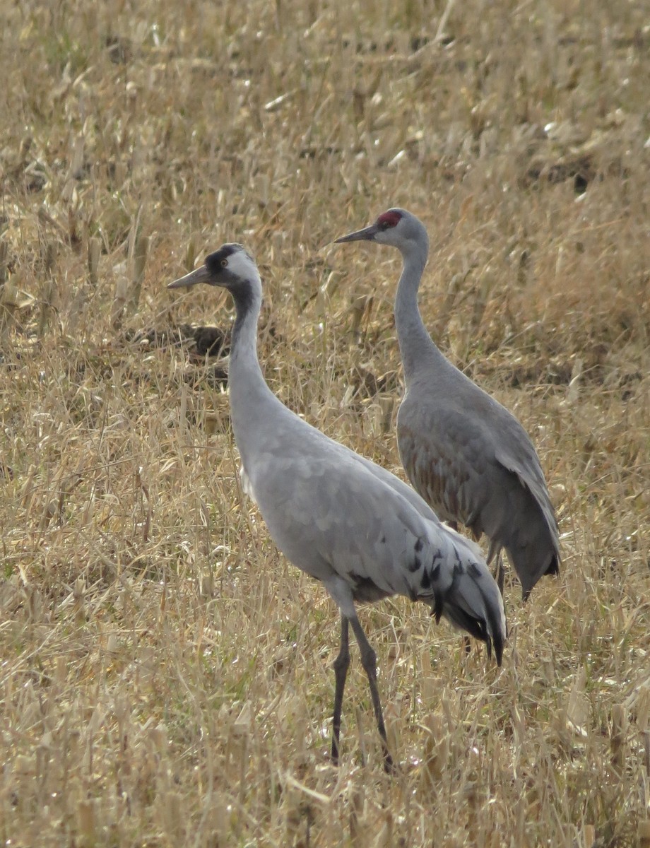 Common Crane - ML645992516