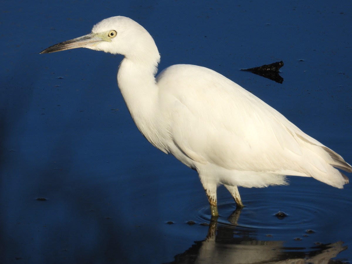 Little Blue Heron - ML645992519