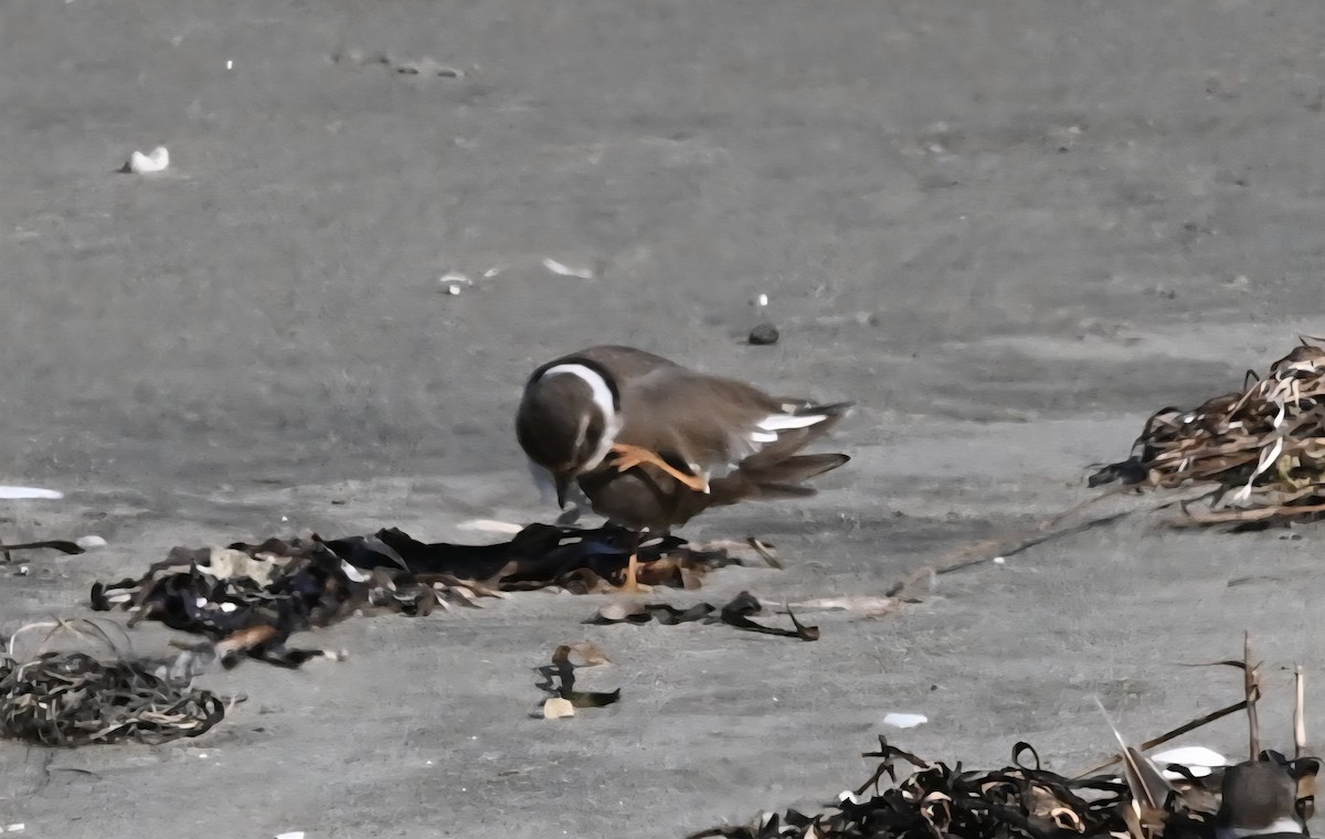 Хүзүүвчит хиазат - ML645992523