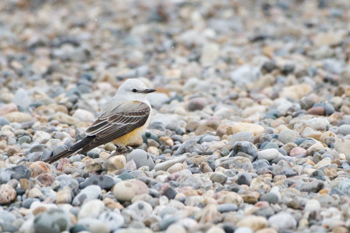 Scissor-tailed Flycatcher - ML645992538