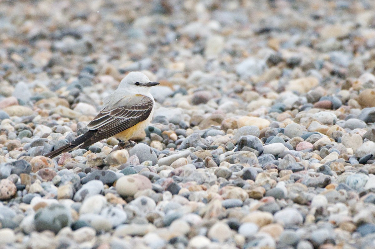 Scissor-tailed Flycatcher - ML645992539