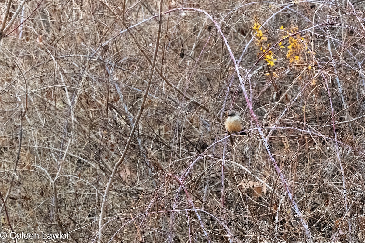 Say's Phoebe - ML645992544