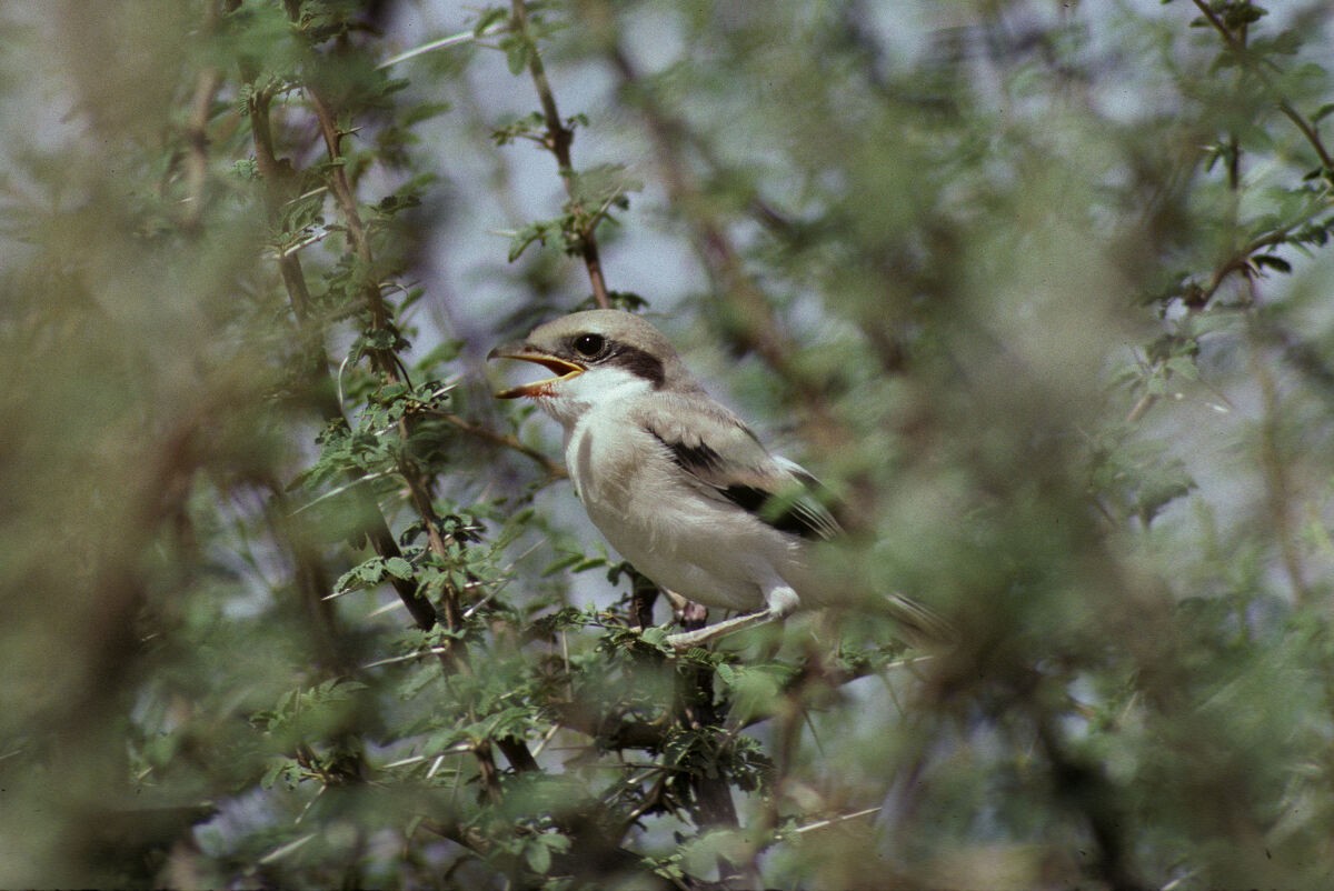 Great Gray Shrike (Sahara) - ML645992547