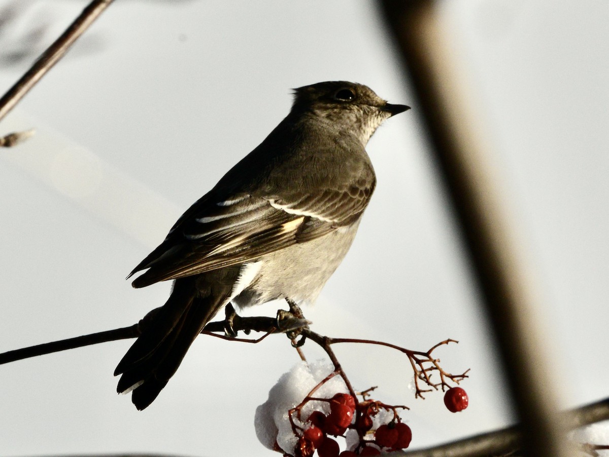 Townsend's Solitaire - ML645992550