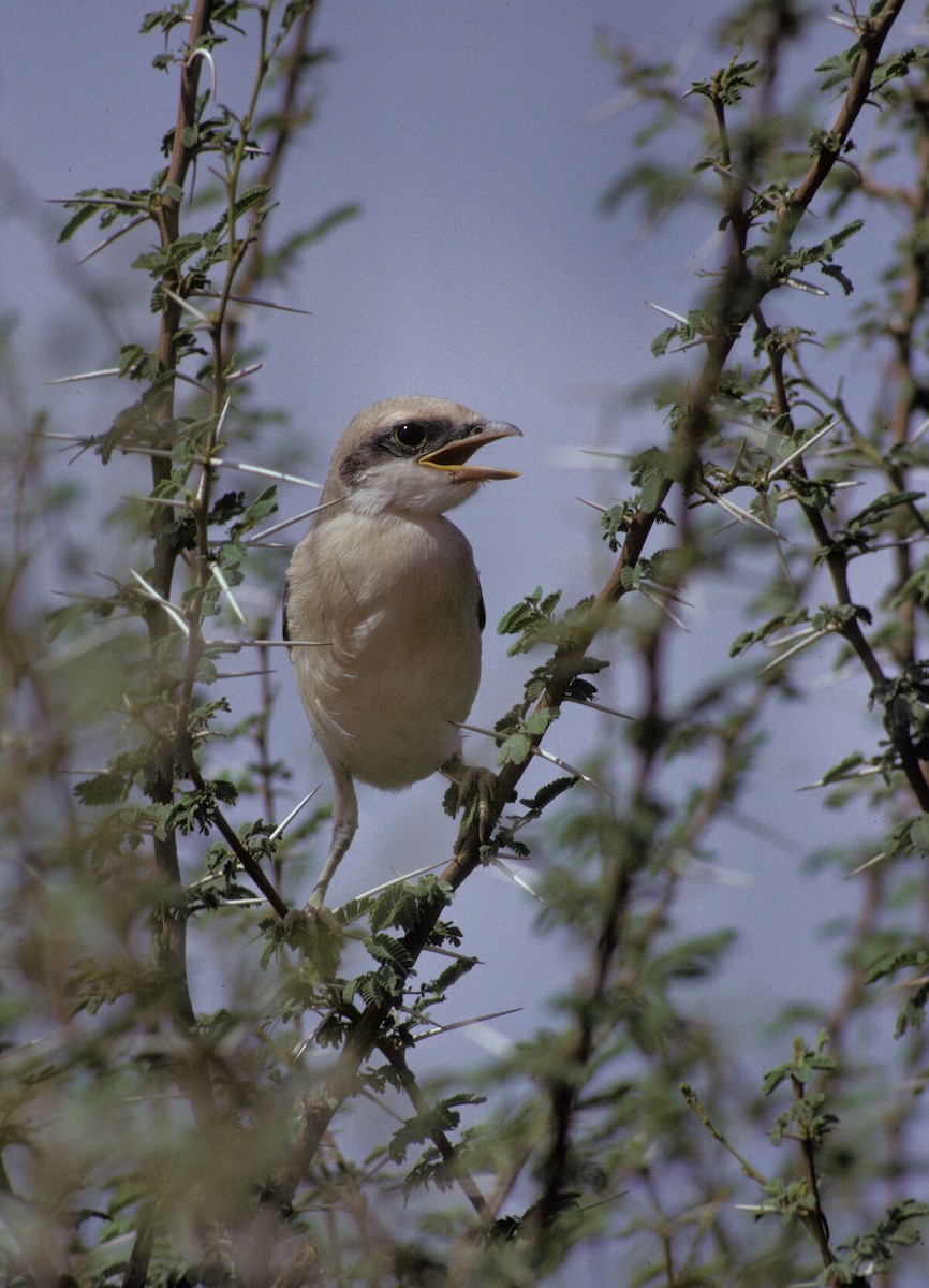 Great Gray Shrike (Sahara) - ML645992558