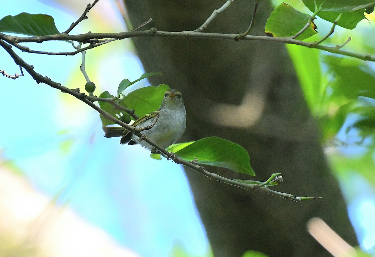 メボソムシクイ属 - ML645992560