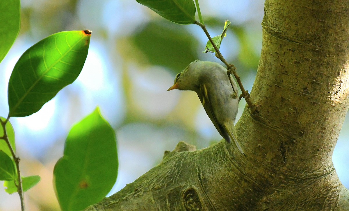 メボソムシクイ属 - ML645992561