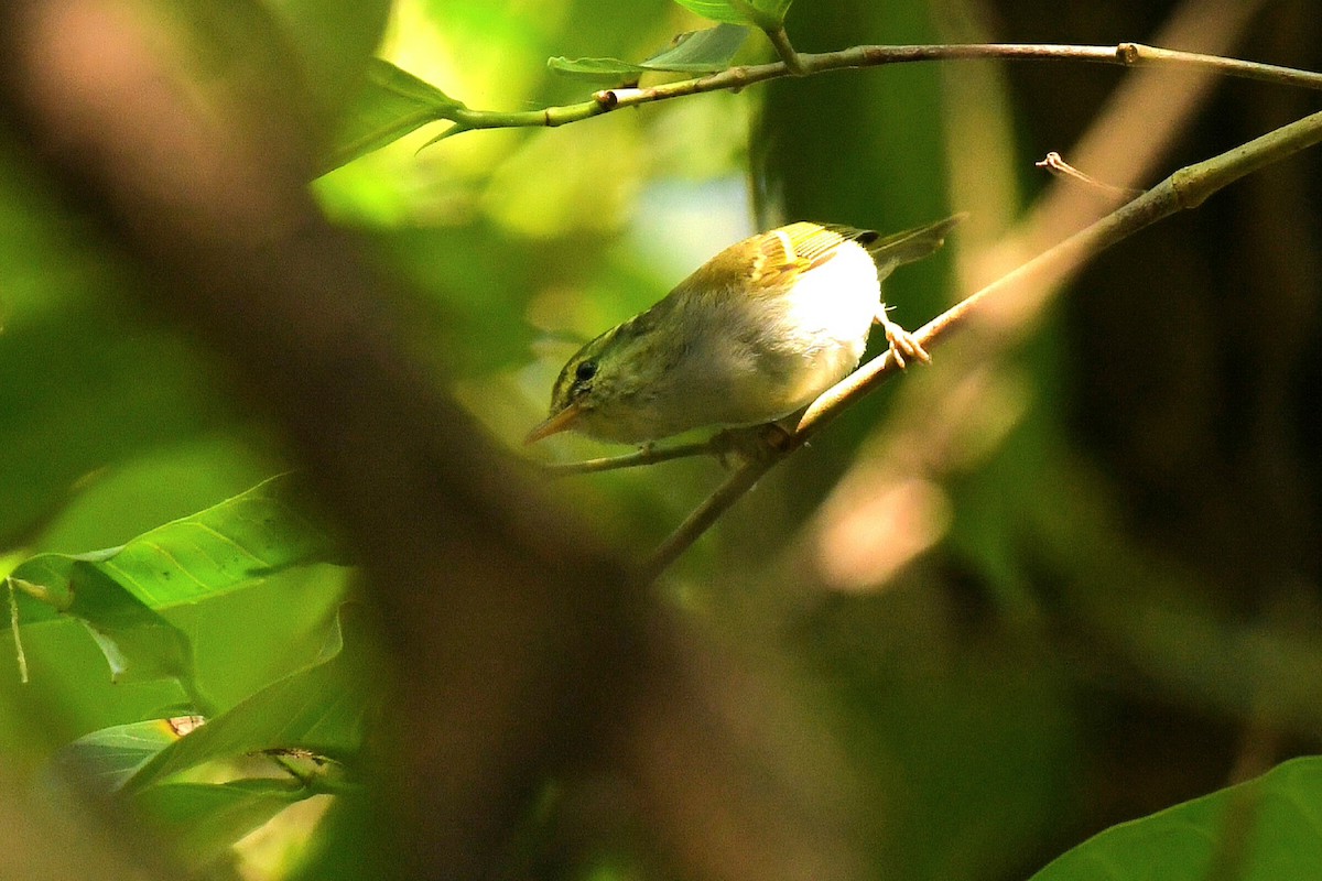 メボソムシクイ属 - ML645992562