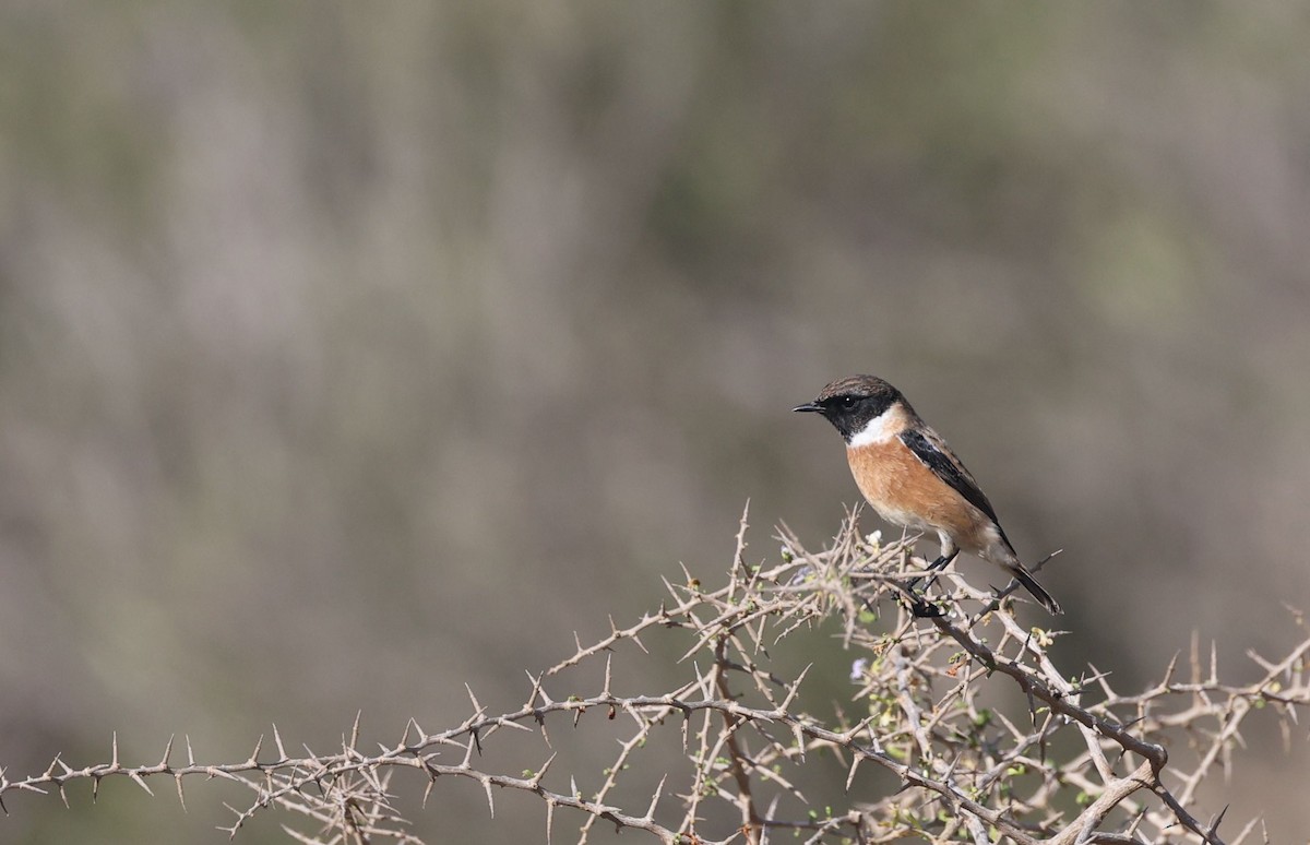 European Stonechat - ML645992575